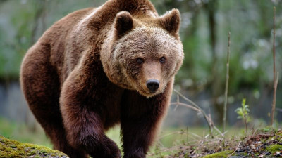 РИОСВ – СМОЛЯН ПОЛУЧАВА НОВО ОБОРУДВАНЕ ЗА ПРОСЛЕДЯВАНЕ НА МЕЧКИ И БОРБА С ЩЕТИТЕ