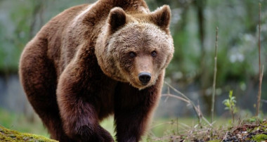 РИОСВ – СМОЛЯН ПОЛУЧАВА НОВО ОБОРУДВАНЕ ЗА ПРОСЛЕДЯВАНЕ НА МЕЧКИ И БОРБА С ЩЕТИТЕ