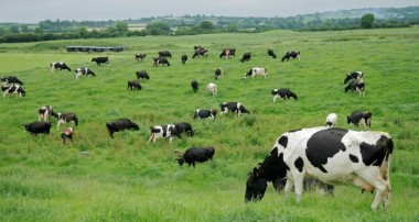 снимка на крави